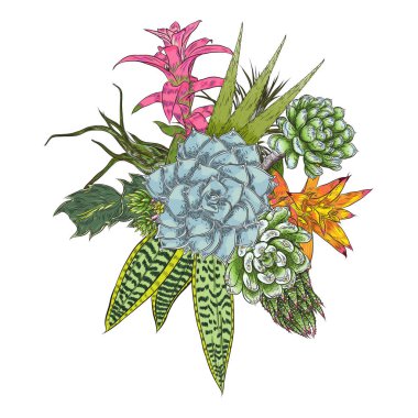 Çiçek buketi. Çiçek koleksiyonu çeşitli egzotik orman bitkileri ile. Hava bitki, kaktüs, etli, Bromelia, aloe vera, Houseplant, gül. Tasarım Düğün ve kadınlar günü kartları amaç için. Vektör.