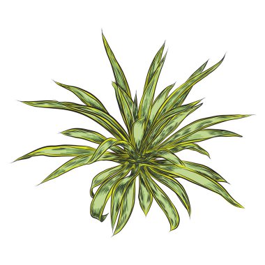 Parlak canlı çizilmiş tropikal bitki ve yaprakları. Taze egzotik yaprakları ve orman orman daldan.