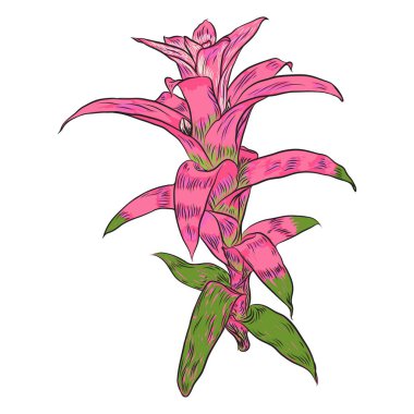 Bromelia canlı çiçek. Egzotik orman orman taze bitki. Botanik illüstrasyon renkli. Vektör.