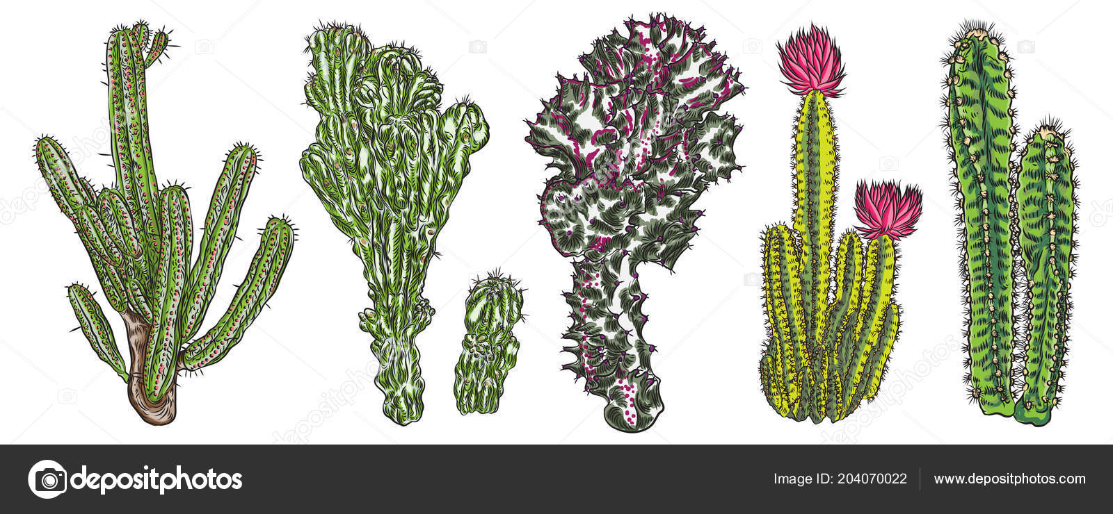 Vetores de Conjunto De Cactos De Desenhos Animados Conjunto De