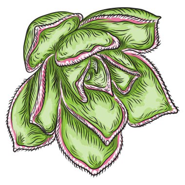 Elle çizilmiş vahşi tropikal ev etli bitki. Kart tasarımı için İskandinav ruh öğe. Hava bitki terrarium için. Vektör.