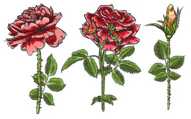 Güzel kırmızı gül ve yaprakları kaynaklanıyor küme. Çiçek düzenleme buket toplama tasarım tebrik kartı ve davetiye düğün, doğum günü, Sevgililer günü, anneler günü ve diğer tatil için. Vektör.