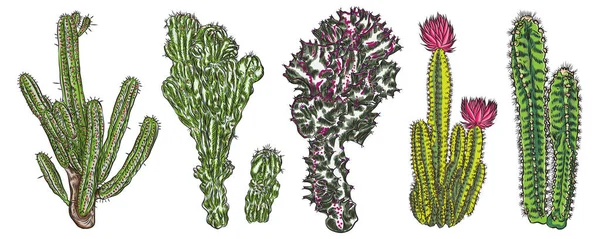 Ensemble Succulents Cactus Exotiques Différents Cactus Cactus Dans Style Dessin — Image vectorielle