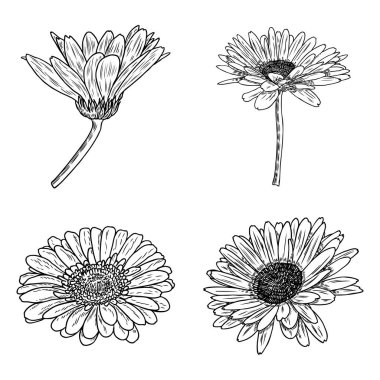 Papatya çiçek botanik koleksiyonu kroki. Papatya çiçek çizimleri. Siyah ve beyaz satır resmi beyaz arka plan üzerinde izole. El botanik illüstrasyonlar çekilmiş. Vektör.