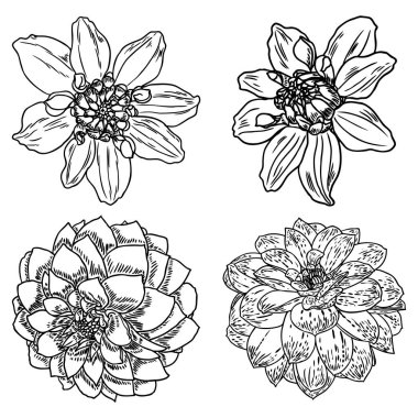 Çiçekler ayarlayın. Botanik Dahlias ve zinnia illüstrasyon yaz tasarım öğeleri. Siyah ve beyaz koleksiyonu elle çizilmiş çiçek ve otlar beyaz arka plan üzerinde izole et. Vektör.