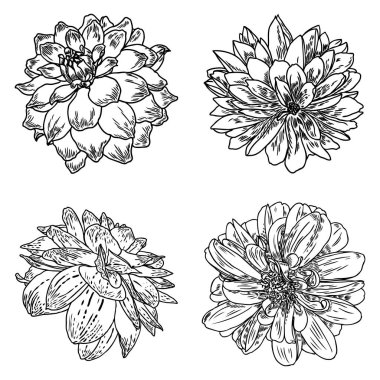 Yıldızçiçekleri ayarlayın. Botanik vintage mürekkep illüstrasyon. Elle çizilmiş çiçekler ve bitkiler koleksiyonu beyaz arka plan üzerinde izole et. Siyah ve beyaz çiçekçi öğeleri. Vektör.