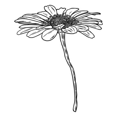 Çizim papatya çiçek. Çiçek el botanik eleman illüstrasyon çekilmiş. Vektör.