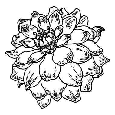 Dahlia çiçeği. Botanik siyah beyaz mürekkep vintage illüstrasyon. Yaz tasarım öğeleri. Daisy, krizantem ve zinnia akraba türler içerir. Çiçek kafa. Vektör.