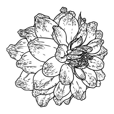 Dahlia. Botanik illüstrasyon. Siyah ve beyaz tasarım öğeleri. Çiçek başı düğün dekorasyon, Sevgililer günü, anneler günü, satış ve diğer olaylar için. Vektör.