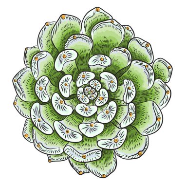 Etli İskandinav ruh oluşturma veya kart tasarımı için bitki. Şık vahşi tropikal orman ya da yağmur ormanları bitki. Tropic çiçek izole. Vektör.