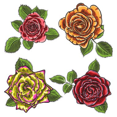 Gül çiçek, kırmızı pembe, sarı ve turuncu kafa tomurcukları ve yeşil yaprakları açın. Beyaz arka plan üzerinde izole. Koleksiyon küme. Vektör.