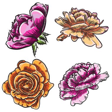 Gül çiçek, kırmızı pembe, sarı ve turuncu kafa tomurcukları. Beyaz arka plan üzerinde izole. Koleksiyon küme. Vektör.