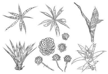 Şirin kaktüs illüstrasyonlar. El yapımı küme. El anahat kaktüsler ve succulents çizimler çekilmiş. Parmak izi, modelleri, dekoratif çiçek tasarım öğeleri dekorasyon ihtiyacı var. Vektör.