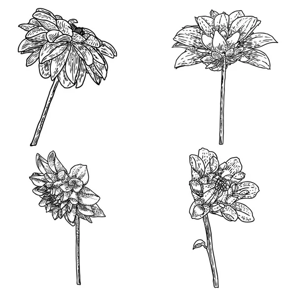 Dahlias Prêt Illustration Botanique Encre Vintage Collection Fleurs Dessinées Main — Image vectorielle