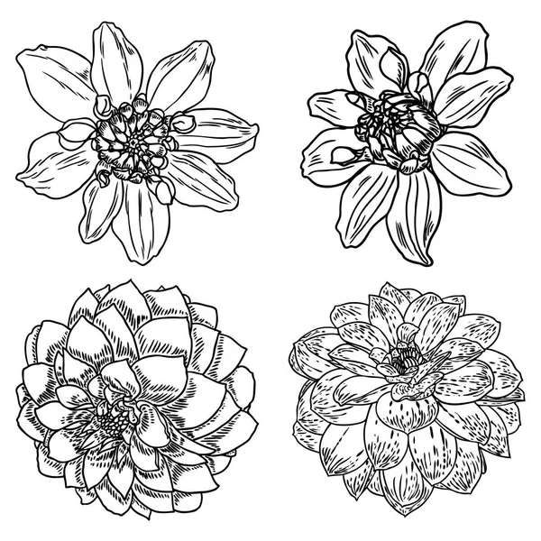 花を設定します 植物ダリアと百日草図夏デザイン要素 白地に手描き花とハーブの黒と白のコレクションを分離します ベクトル — ストックベクタ