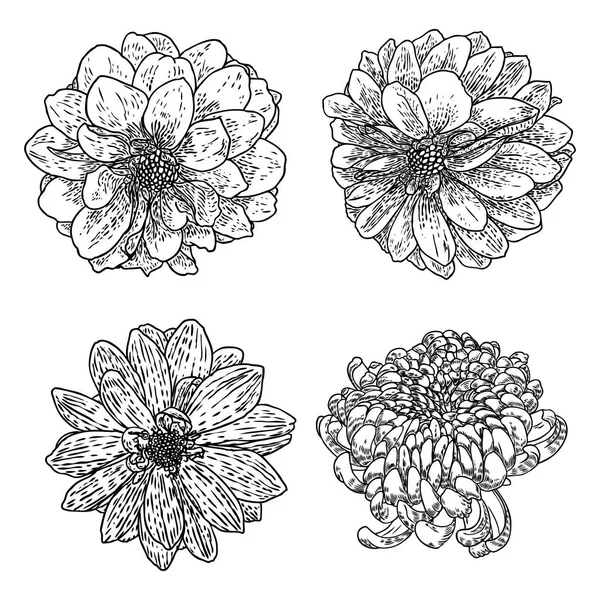 Bloemen Instellen Botanische Dahlia Zinnia Illustratie Zomer Ontwerpelementen Black White — Stockvector