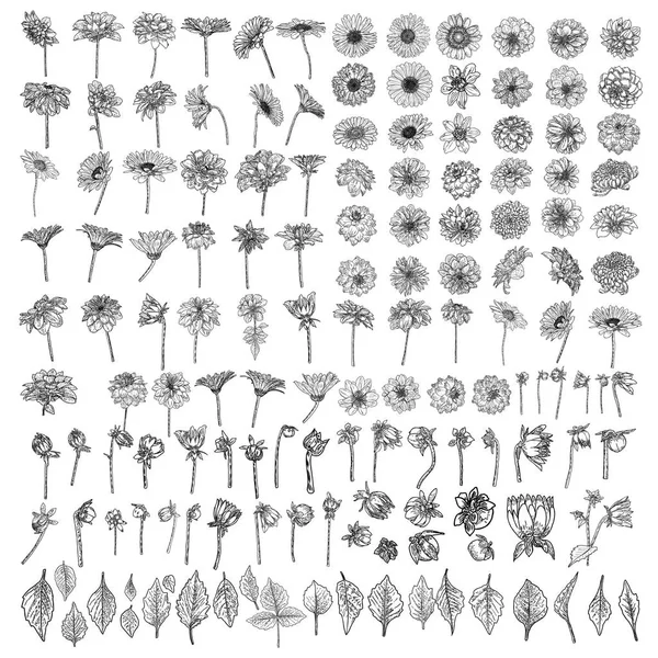 Large Set Drawings Daisy Dahlias Zinnia Gerbera Flower Buds Leaves — Stock Vector
