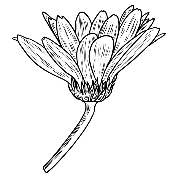 Малюємо Ромашкову Квітку Квіткова Рука Намальована Ілюстрація Ботанічного Елемента Векторні — стоковий вектор