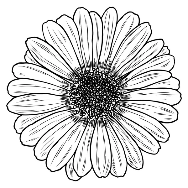 Margarida Estilo Arte Linha Isolada Daisy Elemento Flor Botânica Desenhado —  Vetores de Stock