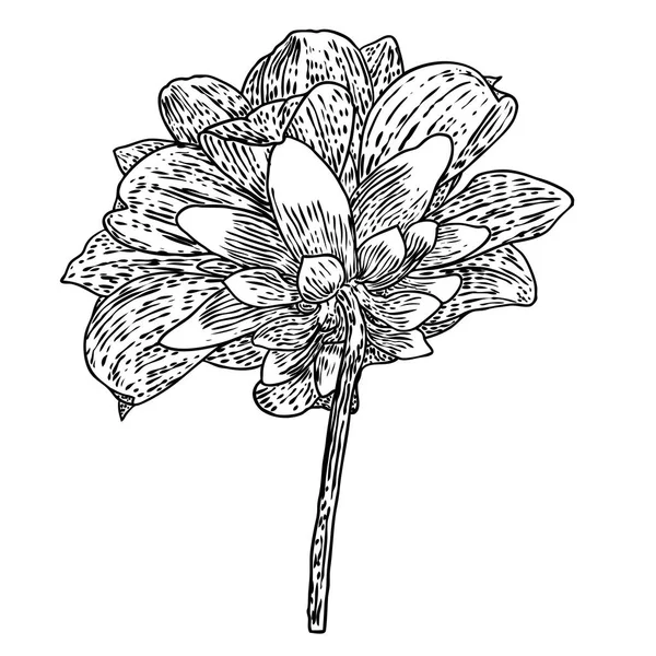 Dahlie Botanische Illustration Designelemente Schwarz Und Weiß Blumenkopf Für Hochzeitsdekoration — Stockvektor