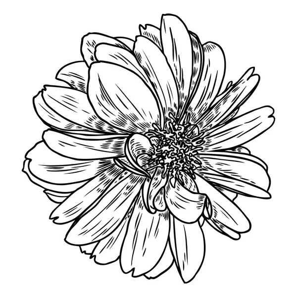 Kwiat Dalia Pokrewne Gatunki Obejmują Daisy Chryzantemy Cynia Kwiatowa Sztuka — Wektor stockowy