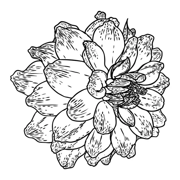 Далия Ботаническая Иллюстрация Дизайн Черно Белых Элементов Цветочные Головы Украшения — стоковый вектор