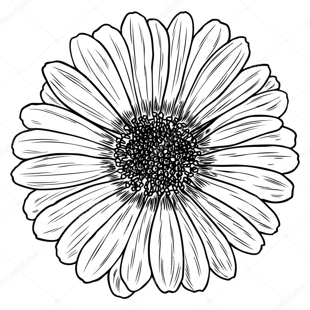 Daisy in line art style, isolated. Daisy. Hand drawn botanical flower element. Vector.