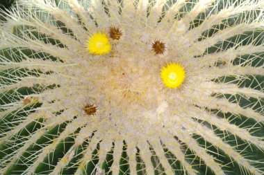 Yeşil kaktüs. Etli yeşil renklerde. Arka plan bitki kapatın. 