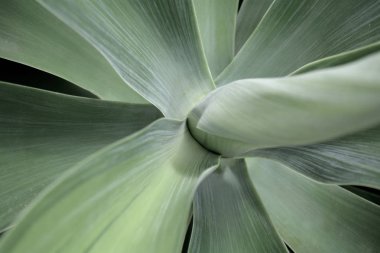 Tropikal yaprak yeşil tonda, filtre yok.