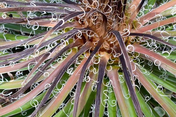 Cactus Succulento Astratto Primo Piano Pattern Naturale Sfondo Colore Verde — Foto Stock