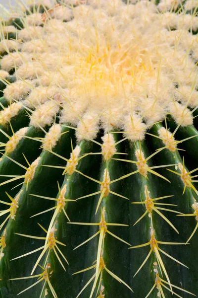 Sfondo Cactus Colore Verde Naturale Close Concept Art — Foto Stock
