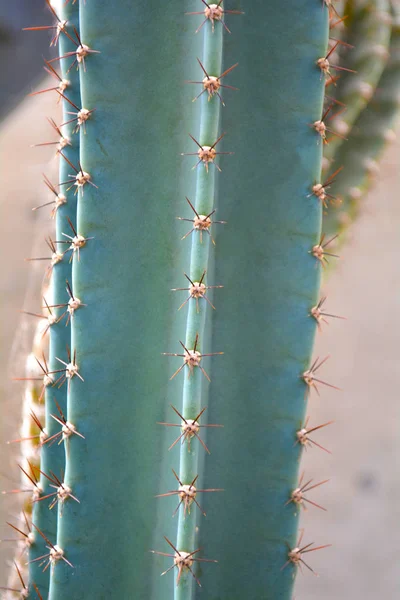 Plante Cactus Comme Fond Vert Rapproché Avec Espace Copie Pour — Photo