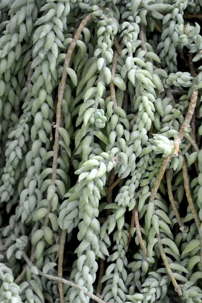 Planta Cactus Suculenta Inusual Cerca Color Verde Natural Sin Filtros —  Fotos de Stock