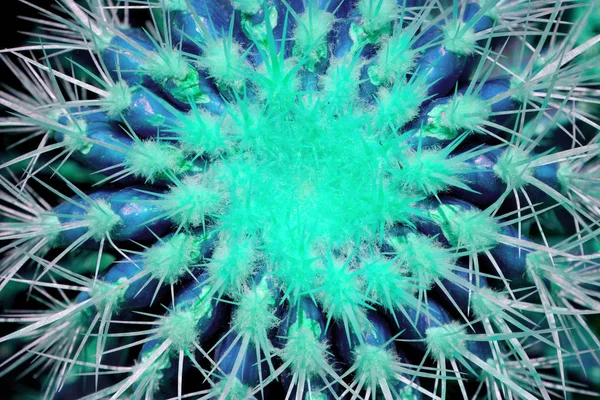Tropiska Exotiska Cactus Saftiga Blå Violett Toning Pastell Beläggning Minimal — Stockfoto