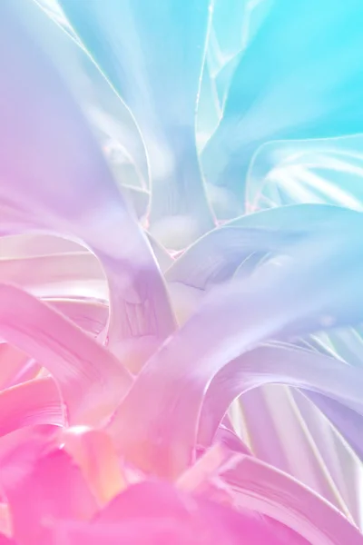 Kaktuspflanze Mehrfarbiger Nahaufnahme Lebendigen Kühnen Farbverläufen Holographischen Farben Konzeptkunst Minimaler — Stockfoto