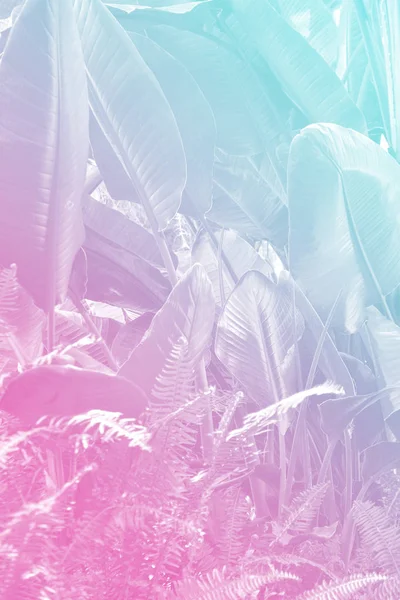 Tropische Bananenblatt Hintergrund Mit Paradiesvogel Farn Große Palmblätter Mit Pastellfarbenen — Stockfoto