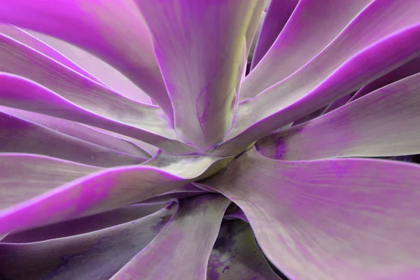 Nahaufnahme Der Aloe Sukkulenten Kaktuspflanze Dunklen Holographischen Farben Tropische Pflanzenblätter — Stockfoto