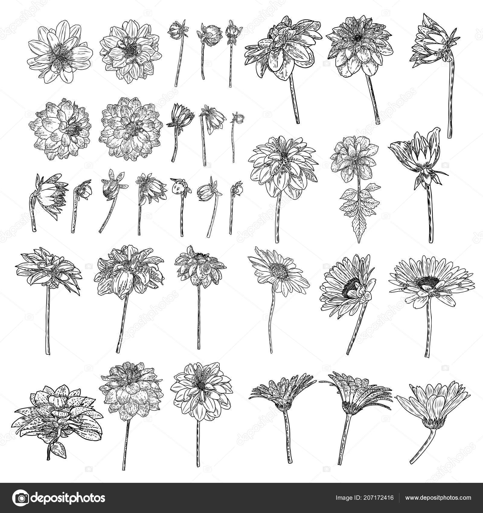 Large Set Drawings Daisy Dahlias Zinnia Gerbera Flower Closed Half Stock  Vector Image by ©goldenshrimp #207172416
