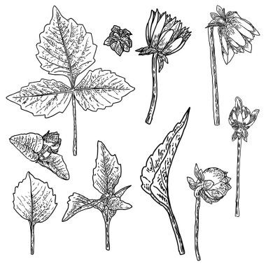 Fern, yaprakları ve yarı açık tomurcukları Daisy, Yıldızçiçekleri, Zinnia ve Gerbera çiçek kümesi. Çizilmiş botanik otlar, yerli el ve kır çiçekleri çiçek kroki. Vektör.