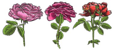 Güzel kırmızı gül ve yaprakları kaynaklanıyor küme. Çiçek düzenleme buket toplama tasarım tebrik kartı ve davetiye düğün, doğum günü, Sevgililer günü, anneler günü ve diğer tatil için. Vektör.