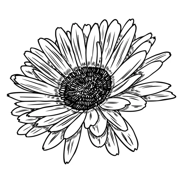 Ανοιχτά Πέταλα Μαργαρίτα Λουλούδι Κεφάλι Floral Σχέδια Βοτανικής Μαύρο Και — Διανυσματικό Αρχείο