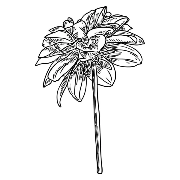 Dahlia Botanische Illustratie Ontwerpelementen Zwart Wit Floral Hoofd Voor Bruiloft — Stockvector