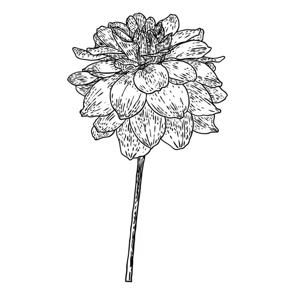 Dahlia Zinnia Flower Drawing Sketch Black Line Art White Background — Stock Vector