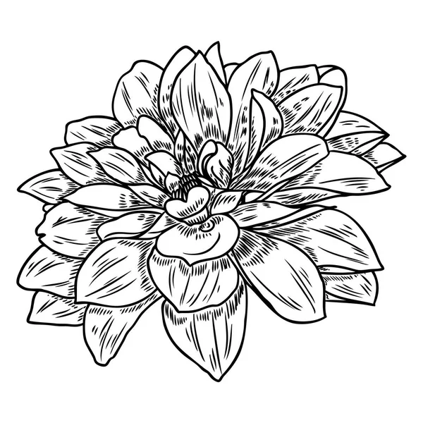 Dibujo Flores Dahlia Zinnia Boceto Arte Línea Negra Sobre Fondo — Archivo Imágenes Vectoriales