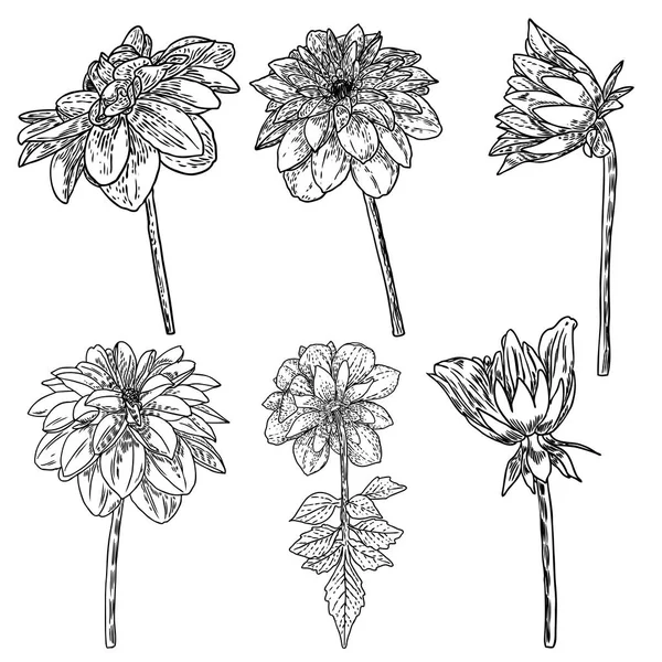 Set Flores Dalias Botánicas Zinnia Ilustración Elementos Diseño Verano Colección — Vector de stock