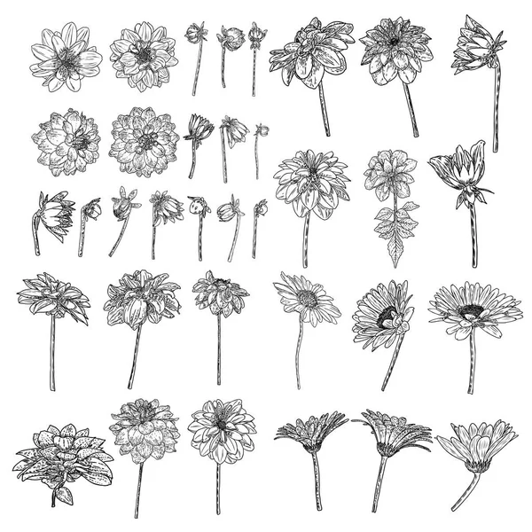 クローズド図面デイジー ダリア ジニア ガーベラの花の大規模なセット 半分は 芽を開きます 花模様の手は 植物要素の図を描画します ベクトル — ストックベクタ
