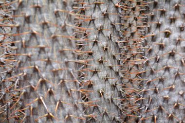 Kaktüs arka plan veya metin için kopya yer duvarla. Modaya uygun modern moda dergisi sulu kavramı kapatın.  