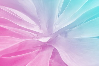 Aloe sulu kaktüs tesisi karanlık holografik tonda renklerde kadeh kapatın. Tropikal bitki, bitki severler için bırakır. Moda ve gece club disko partisi el ilanı kopya alanı metin konsepti için. 