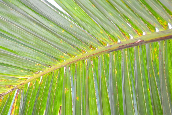 Gestreifter Dschungel Palmblattfarn Abstrakte Grüne Textur Hintergrund Kreatives Nahaufnahme Layout — Stockfoto