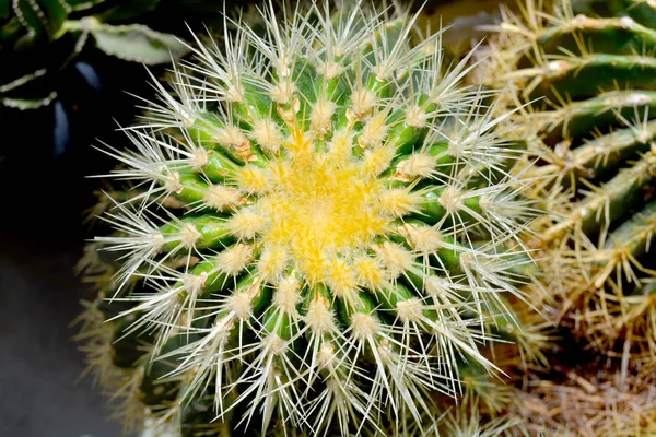 Plante Cactus Comme Fond Vert Rapproché Avec Espace Copie Pour — Photo